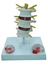 Lumbar disc herniation model for education